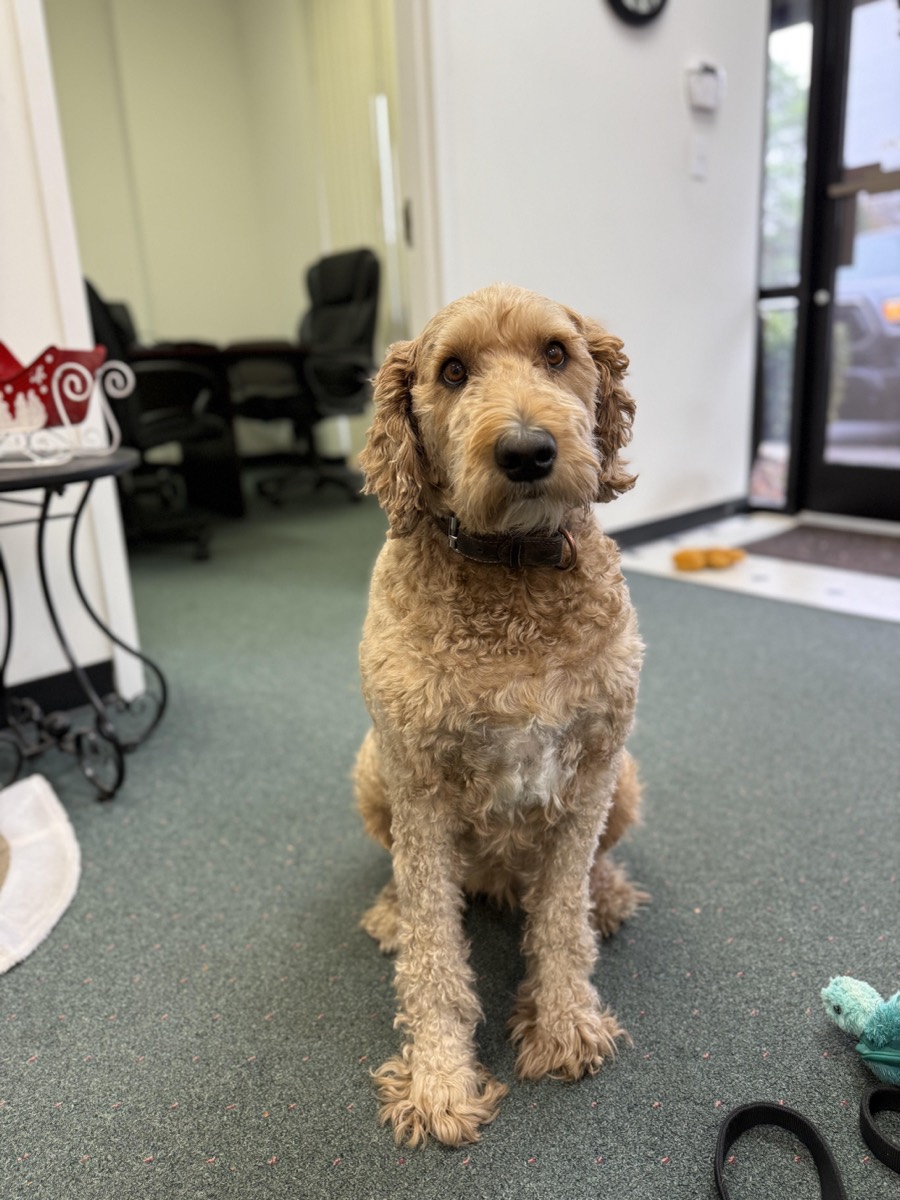 Mila, the Computer Geeks office dog, sitting in the Greenville shop